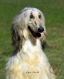 Afghan Hound 9R027D-47